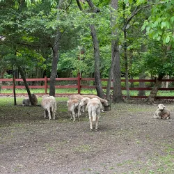 The Smithtown Historical Society - Ronkonkoma