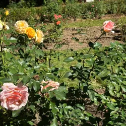 Yaddo Gardens - Saratoga Springs