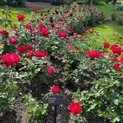 Central Park Rose Garden - Schenectady