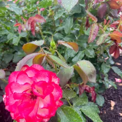 Central Park Rose Garden - Schenectady