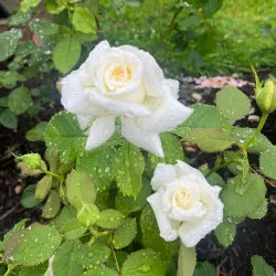 Central Park Rose Garden - Schenectady