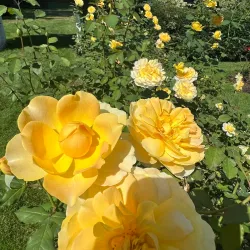 Central Park Rose Garden - Schenectady