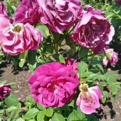 Central Park Rose Garden - Schenectady