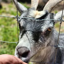 Long Island Game Farm - Smithtown