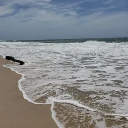 Coopers Beach - Southampton