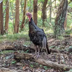 Elizabeth A. Morton National Wildlife Refuge - Southampton