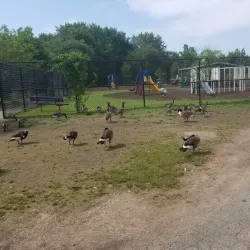 Spring Valley Park - Spring Valley