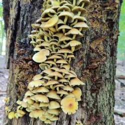 Staten Island Greenbelt - Staten Island