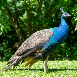 Staten Island Zoo - Staten Island