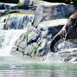 Rosamond Gifford Zoo - Syracuse