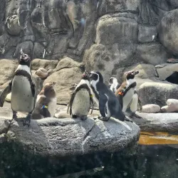 Rosamond Gifford Zoo - Syracuse