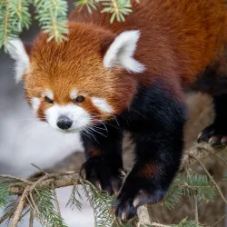 Rosamond Gifford Zoo - Syracuse