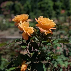 Thornden Park - Syracuse