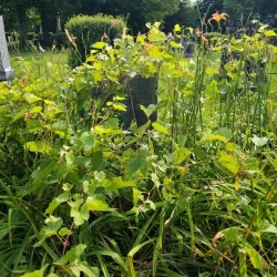 Lakeview Cemetery - Tupper Lake