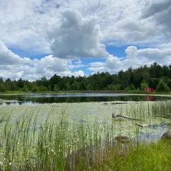 Raquette River Wild Forest - Tupper Lake