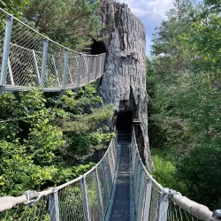 Raquette River Wild Forest - Tupper Lake