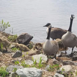 Tupper Lake Town Beach - Tupper Lake