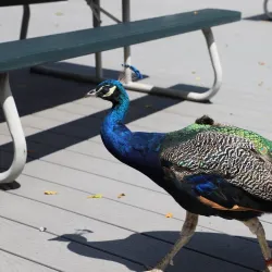 Roscoe Conkling Park - Utica
