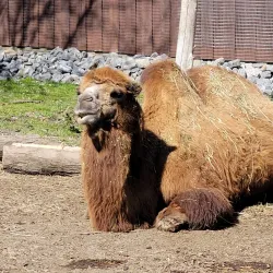 Roscoe Conkling Park - Utica