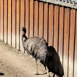 Roscoe Conkling Park - Utica