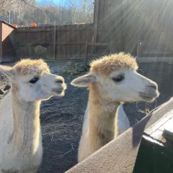Roscoe Conkling Park - Utica