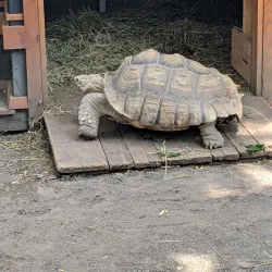 Roscoe Conkling Park - Utica