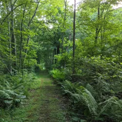 Brewster Preserve - Waccabuc