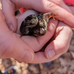 Brewster Preserve - Waccabuc