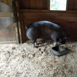 Muscoot Farm - Waccabuc