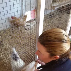 Muscoot Farm - Waccabuc