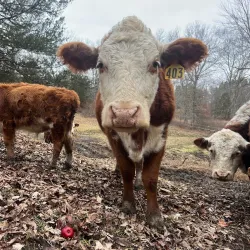 Walden Farmers Market - Walden