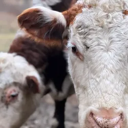 Walden Farmers Market - Walden