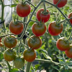 Walden Farmers Market - Walden