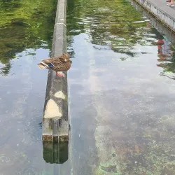 Powder Mills Park - Webster