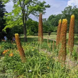 Webster Arboretum - Webster