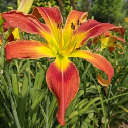 Webster Arboretum - Webster