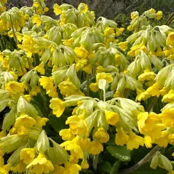 Webster Arboretum - Webster