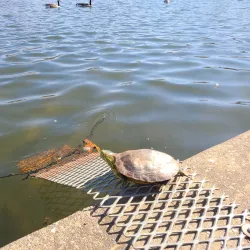 Eisenhower Park - Westbury