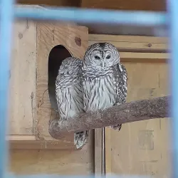 Tanglewood Preserve - Westbury