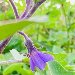Westbury Community Garden - Westbury