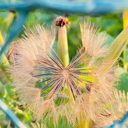 Westbury Community Garden - Westbury