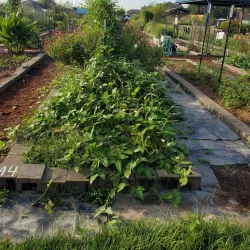 Westbury Community Garden - Westbury