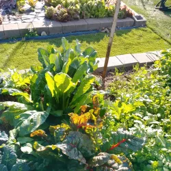 Westbury Community Garden - Westbury