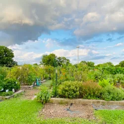 Westbury Community Garden - Westbury