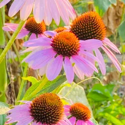 Westbury Community Garden - Westbury