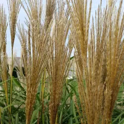 Kensico Dam Plaza - White Plains