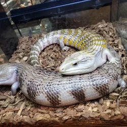 The Westchester County Center - White Plains