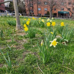 Turnure Park - White Plains