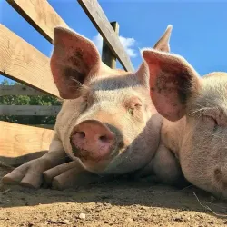 Woodstock Farm Sanctuary - Woodstock
