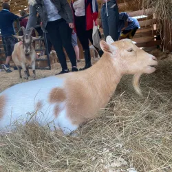 Woodstock Farm Sanctuary - Woodstock